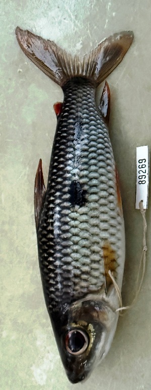  (Leporinus agassizii - FMNH153069.1)  @11 [ ] Unspecified (default): All Rights Reserved  Unspecified Unspecified