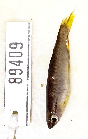  (Pyrrhulina stoli - FMNH153066)  @11 [ ] Unspecified (default): All Rights Reserved  Unspecified Unspecified