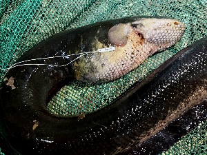  (Electrophorus - FMNH153336)  @11 [ ] Unspecified (default): All Rights Reserved  Unspecified Unspecified