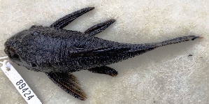  (Ancistrus leucostictus - FMNH153128.1)  @11 [ ] Unspecified (default): All Rights Reserved  Unspecified Unspecified