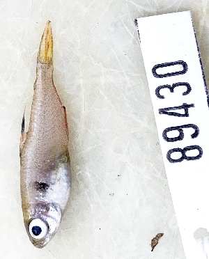  (Hyphessobrycon minor - FMNH153121.1)  @11 [ ] Unspecified (default): All Rights Reserved  Unspecified Unspecified