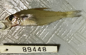  (Phenacogaster microstictus - FMNH153142)  @11 [ ] Unspecified (default): All Rights Reserved  Unspecified Unspecified