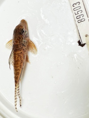 (Corydoras blochi - FMNH153109)  @11 [ ] Unspecified (default): All Rights Reserved  Unspecified Unspecified