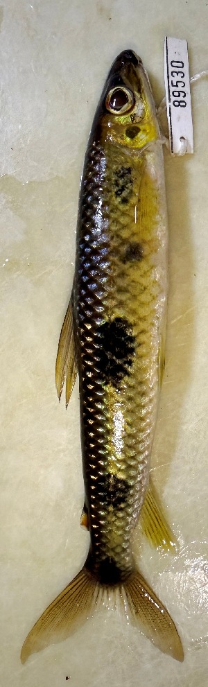  (Leporinus apollo - FMNH153198)  @11 [ ] Unspecified (default): All Rights Reserved  Unspecified Unspecified