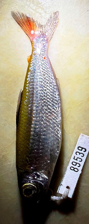  (Bryconops melanurus - FMNH153190.1)  @11 [ ] Unspecified (default): All Rights Reserved  Unspecified Unspecified