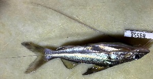  (Pimelodus albofasciatus - FMNH153201.1)  @11 [ ] Unspecified (default): All Rights Reserved  Unspecified Unspecified
