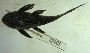  (Hypostomus corantijni - FMNH153257.1)  @11 [ ] Unspecified (default): All Rights Reserved  Unspecified Unspecified