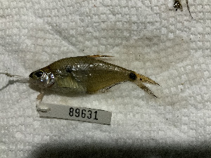  (Phenacogaster megalostictus - FMNH153227.1)  @11 [ ] Unspecified (default): All Rights Reserved  Unspecified Unspecified