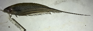  (Eigenmannia macuxi - FMNH153246.1)  @11 [ ] Unspecified (default): All Rights Reserved  Unspecified Unspecified
