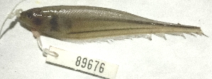  (Eigenmannia cf. sayona - FMNH153448)  @11 [ ] Unspecified (default): All Rights Reserved  Unspecified Unspecified