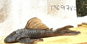  (Hypostomus pseudohemiurus - FMNH153295.1)  @11 [ ] Unspecified (default): All Rights Reserved  Unspecified Unspecified