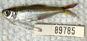  (Bryconops caudomaculatus - FMNH153284.2)  @11 [ ] Unspecified (default): All Rights Reserved  Unspecified Unspecified