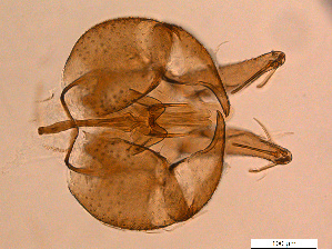  (Pericoma nielseni - RIKPSY032)  @11 [ ] CreativeCommons - Attribution (2017) Unspecified University Museum of Bergen