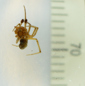  ( - NHMA-RRH-5_172712)  @11 [ ] Copyright (2017) Rikke Reisner Hansen Aarhus University