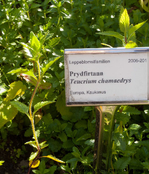  (Teucrium chamaedrys - Ringve06)  @11 [ ] CreativeCommons - Attribution Non-Commercial Share-Alike (2012) NTNU Museum of Natural History and Archaeology NTNU Museum of Natural History and Archaeology