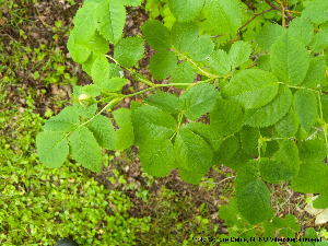  (Rosa cf. alba - Ringve29)  @11 [ ] CreativeCommons - Attribution Non-Commercial Share-Alike (2012) NTNU Museum of Natural History and Archaeology NTNU Museum of Natural History and Archaeology