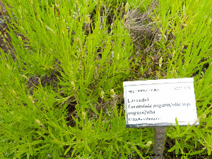  (Lavandula angustifolia - Ringve33)  @11 [ ] CreativeCommons - Attribution Non-Commercial Share-Alike (2012) NTNU Museum of Natural History and Archaeology NTNU Museum of Natural History and Archaeology