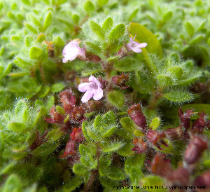  (Thymus pseudolanuginosus - Ringve34)  @11 [ ] CreativeCommons - Attribution Non-Commercial Share-Alike (2012) NTNU Museum of Natural History and Archaeology NTNU Museum of Natural History and Archaeology