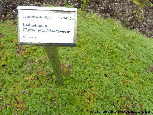  (Thymus pseudolanuginosus - Ringve34)  @11 [ ] CreativeCommons - Attribution Non-Commercial Share-Alike (2012) NTNU Museum of Natural History and Archaeology NTNU Museum of Natural History and Archaeology