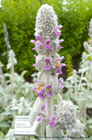  (Stachys byzantina - Ringve38)  @11 [ ] CreativeCommons - Attribution Non-Commercial Share-Alike (2012) NTNU Museum of Natural History and Archaeology NTNU Museum of Natural History and Archaeology