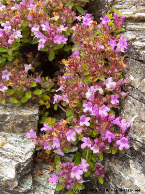  (Thymus praecox - Ringve62)  @11 [ ] CreativeCommons - Attribution Non-Commercial Share-Alike (2012) NTNU Museum of Natural History and Archaeology NTNU Museum of Natural History and Archaeology
