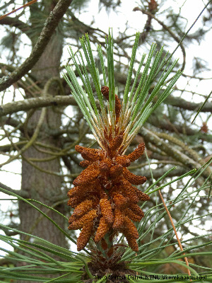  (Pinus jeffreyi - Ringve86)  @14 [ ] CreativeCommons - Attribution Non-Commercial Share-Alike (2012) NTNU Museum of Natural History and Archaeology NTNU Museum of Natural History and Archaeology