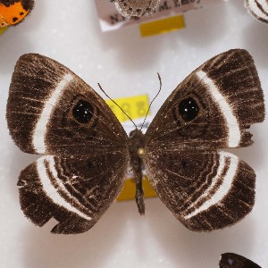  ( - NPML_R1443)  @11 [ ] Copyright (c) (2023) Maeva Leroy Maeva Leroy