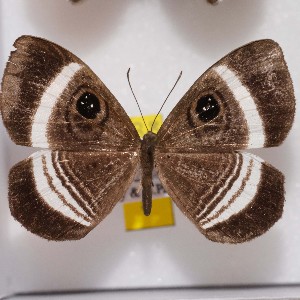  ( - NPML_R1450)  @11 [ ] Copyright (c) (2023) Maeva Leroy Maeva Leroy