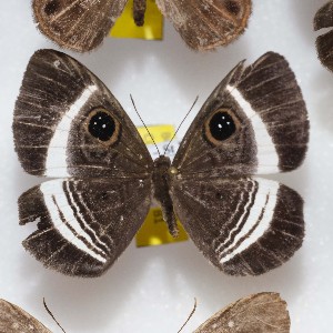  ( - NPML_R1473)  @11 [ ] Copyright (c) (2023) Maeva Leroy Maeva Leroy