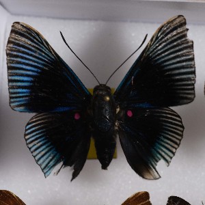  (Lyropteryx apollonia - NPML_R1556)  @11 [ ] Copyright (c) (2023) Maeva Leroy Maeva Leroy