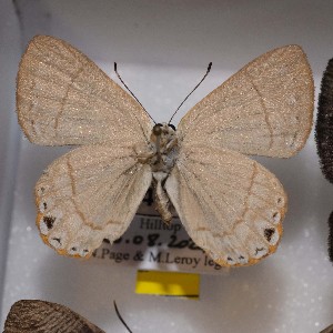  ( - NPML_R1833)  @11 [ ] Copyright (2025) Nino Page Unspecified