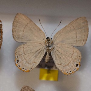  ( - NPML_R1933)  @11 [ ] Copyright (2025) Nino Page Unspecified