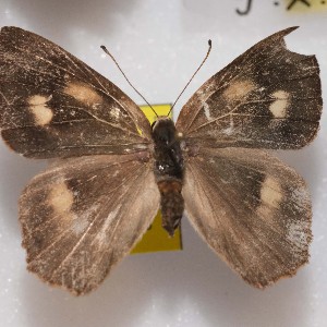  ( - NPML_R2020)  @11 [ ] Copyright (2025) Nino Page Unspecified