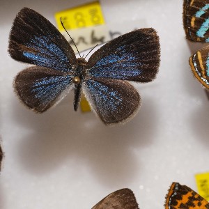  (Theope lycaenina - NPML_R2031)  @11 [ ] Copyright (2025) Nino Page Unspecified