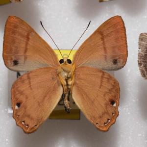  ( - NPML_R2170)  @11 [ ] Copyright (2025) Nino Page Unspecified