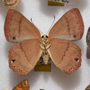  ( - NPML_R2185)  @11 [ ] Copyright (2025) Nino Page Unspecified