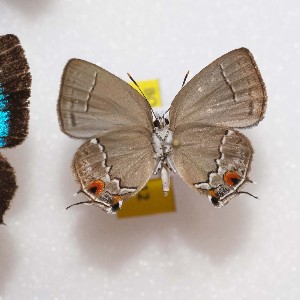  (Ostrinotes purpuriticus - NPML_lyc345)  @11 [ ] Copyright (c) (2023) Maeva Leroy Maeva Leroy