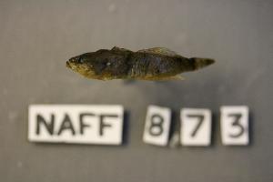  ( - NAFF 873)  @12 [ ] Unspecified (default): All Rights Reserved  Unspecified Unspecified