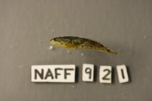  ( - NAFF 921)  @13 [ ] Unspecified (default): All Rights Reserved  Unspecified Unspecified