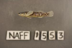  ( - NAFF 1553)  @12 [ ] CreativeCommons - Attribution Non-Commercial Share-Alike (2010) Richard L. Mayden Saint Louis University