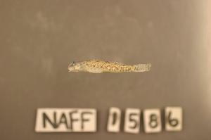  ( - NAFF 1586)  @12 [ ] CreativeCommons - Attribution Non-Commercial Share-Alike (2010) Richard L. Mayden Saint Louis University