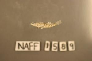  ( - NAFF 1589)  @12 [ ] CreativeCommons - Attribution Non-Commercial Share-Alike (2010) Richard L. Mayden Saint Louis University