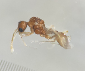  ( - IF24C282)  @11 [ ] Unspecified (default): All Rights Reserved (2024) Isa Forini Unspecified