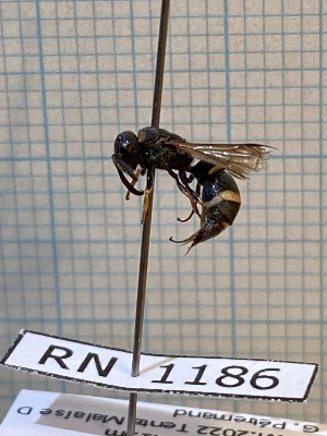  ( - RN1186)  @11 [ ] Unspecified (default): All Rights Reserved (2025) Rainer Neumeyer Unspecified