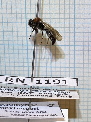  ( - RN1191)  @11 [ ] Unspecified (default): All Rights Reserved (2025) Rainer Neumeyer Unspecified