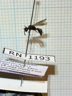  ( - RN1193)  @11 [ ] Unspecified (default): All Rights Reserved (2025) Rainer Neumeyer Unspecified