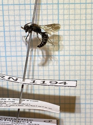  ( - RN1194)  @11 [ ] Unspecified (default): All Rights Reserved (2025) Rainer Neumeyer Unspecified