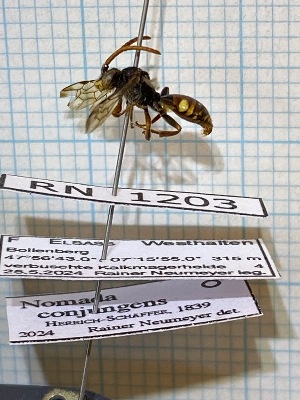  ( - RN1203)  @11 [ ] Unspecified (default): All Rights Reserved (2025) Rainer Neumeyer Unspecified