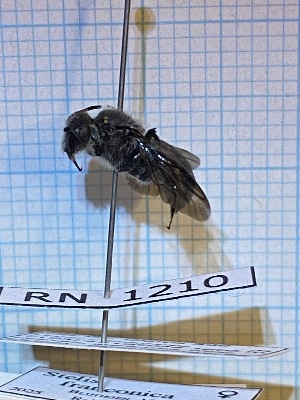  ( - RN1210)  @11 [ ] Unspecified (default): All Rights Reserved (2025) Rainer Neumeyer Unspecified