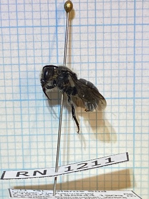  ( - RN1211)  @11 [ ] Unspecified (default): All Rights Reserved (2025) Rainer Neumeyer Unspecified